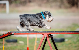 shutterstock 612741509