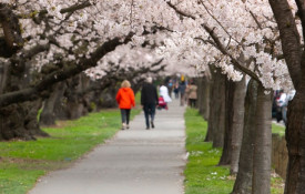 Blossoms on front cover of Draft Tree Policy