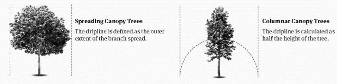 Dripline diagram for spreading and columnar canopy trees