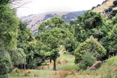 Te Oka Reserve