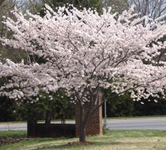 Flowering Cherry tree