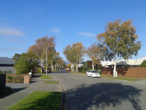 Trees down Rempstone Drive