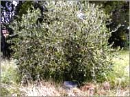 Battle of Crete memorial plaque located beneath an olive tree