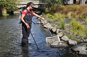 Ecologist monitoring the Avon with electric fishing gear (Probe and net)