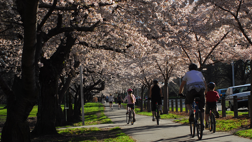 Hagley Park biking under blossoms