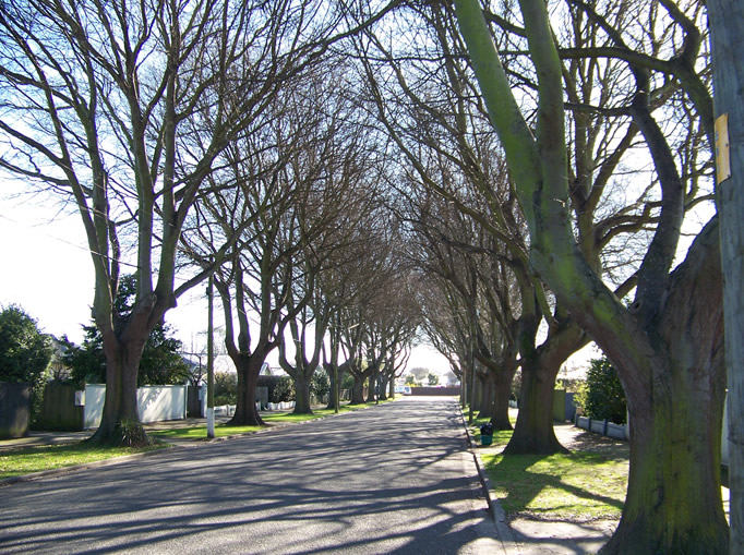 Trees lining street