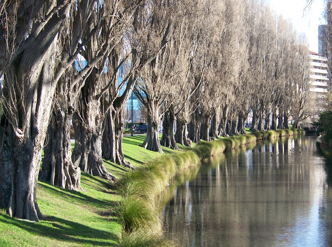 trees lining the river