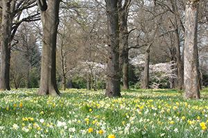 Daffodil Woodland