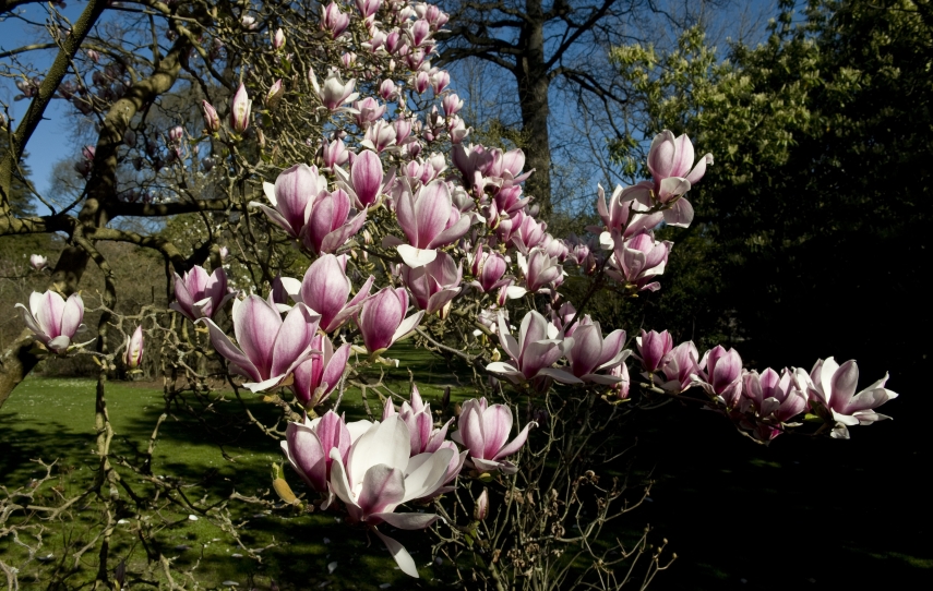 'Magnolias