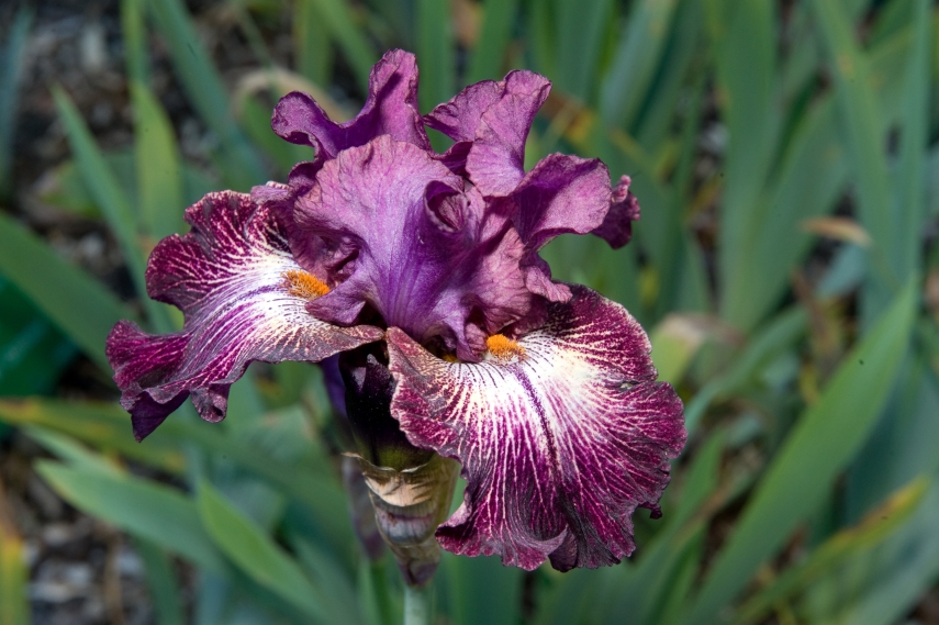 'Bearded Irises
