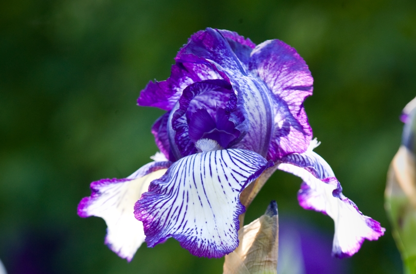 'Bearded Irises