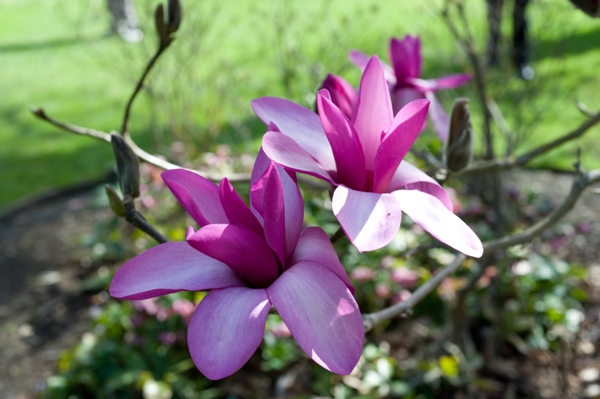 'Magnolias