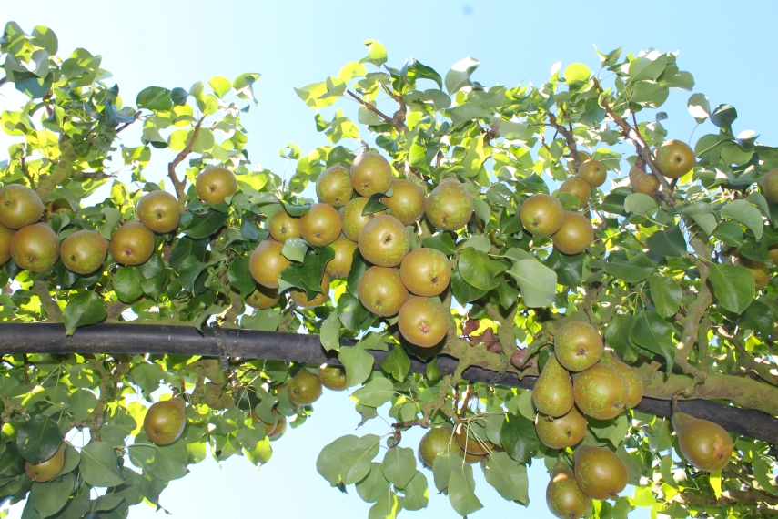 archway pears