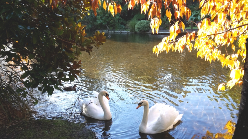 Ernle Clark swans