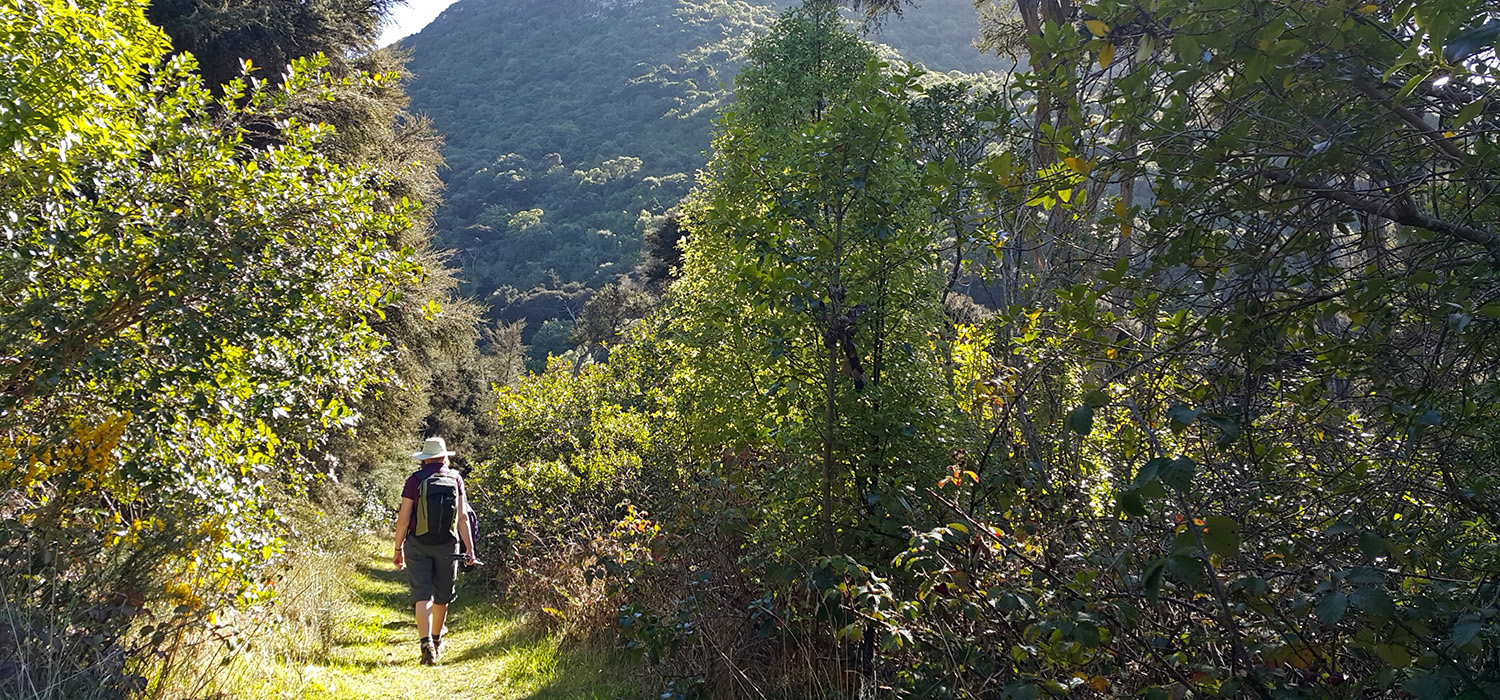 track through bush