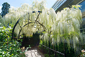 Fragrant garden for vision impaired visitors