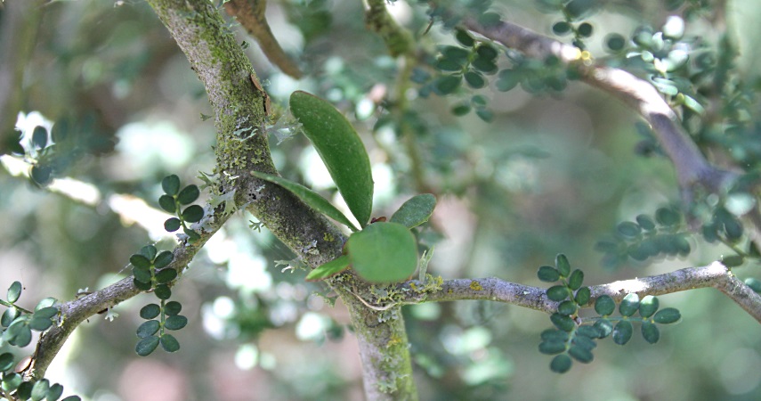 Green mistletoe establishment