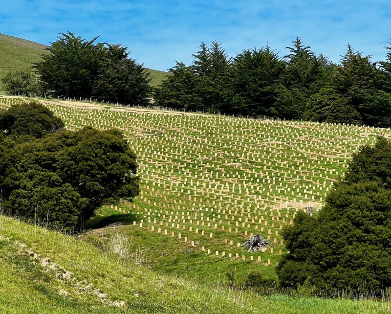 New plants cover the hills on a large council-owned property at Robinsons Bay. 